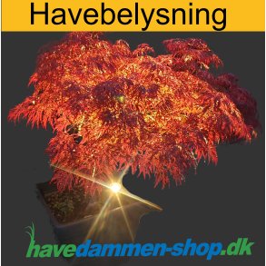 Havebelysning - Lys i haven