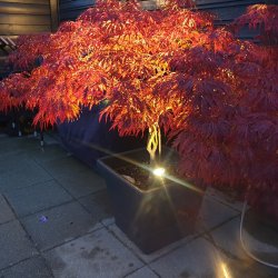  OASE LunAqua Connect Starter St -Smart RGB bassinlys og havebelysning