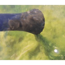 Oase Pondovac Classic Havedamsstvsuger til mindre havedamme