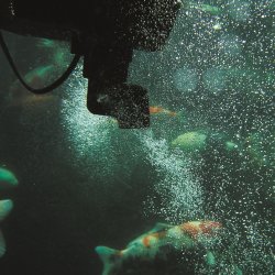 Oase SwimSkim 50 En effektiv skimmer til din havedam