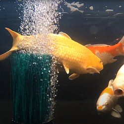  Luftpumpe OxyTex S�t inkl. AquaOxy 1000 pumpe til havedam